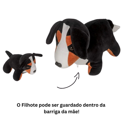 Berneses Grávida com 1 Filhote